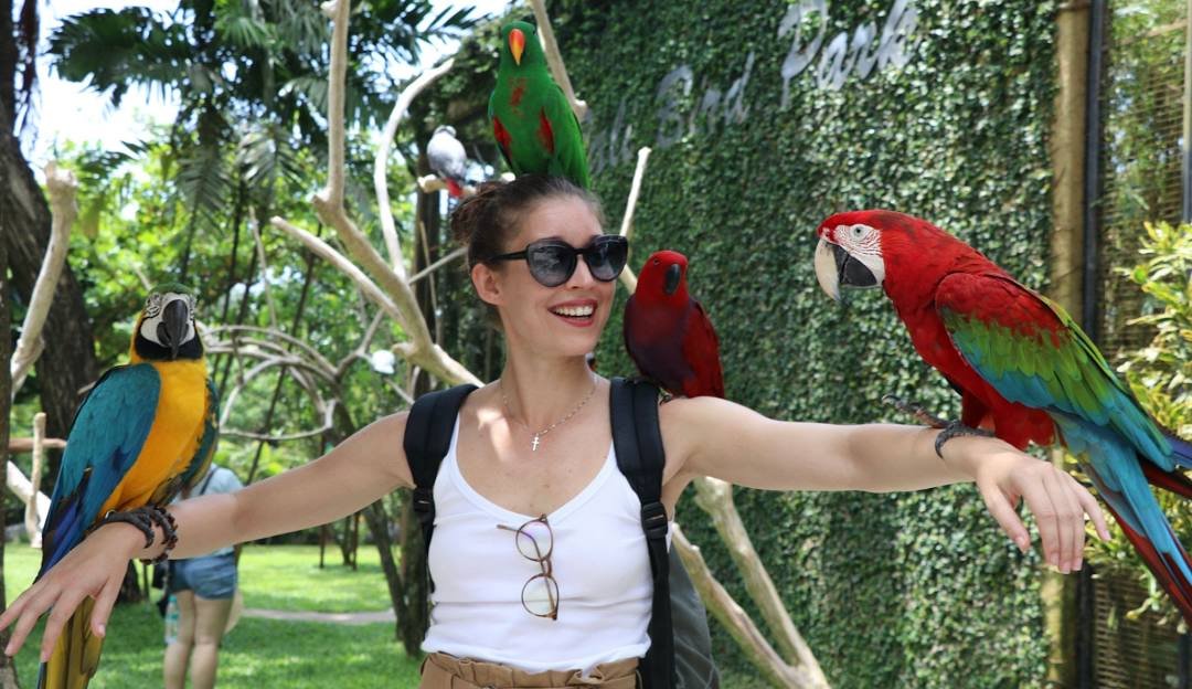 bali ambiance tour bring you to bali bird park